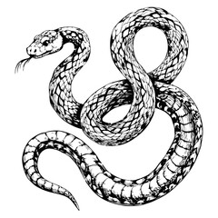 Sketch of a snake in an 'S' shape, side view, on a white background