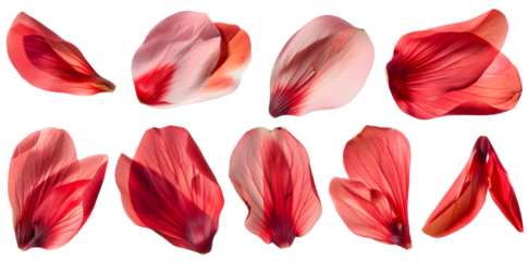 Collection of soft red flower petals isolated on transparent background
