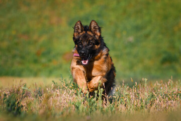 German Shepherd running in the park in the summertime