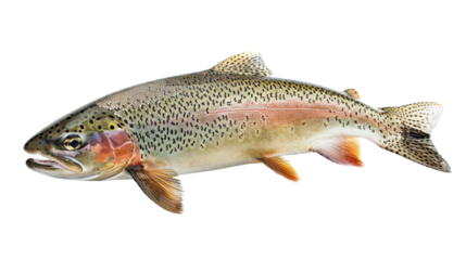 High-resolution image of a rainbow trout showcasing its distinctive coloration and pattern, perfect for projects related to nature and aquatic life.