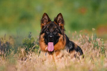A German Shepherd poses in the park in summer