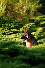 A German Shepherd poses in the park in summer