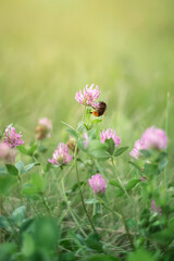 A photo of a bumblebee on a flowering clover.