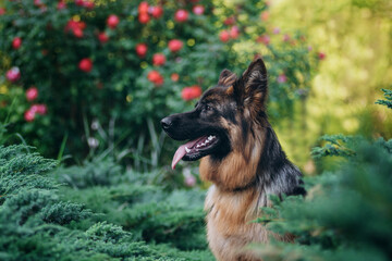 A German Shepherd poses in front of a red rose bush