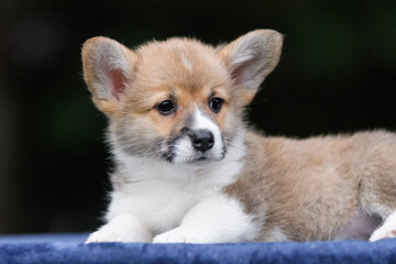 Cute corgi puppy poses