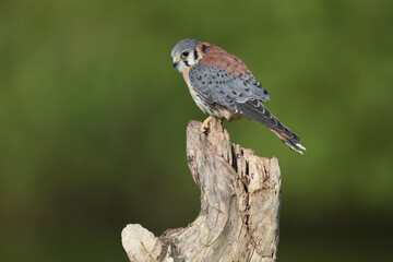 An American Kestrel perched on a tree trunk
