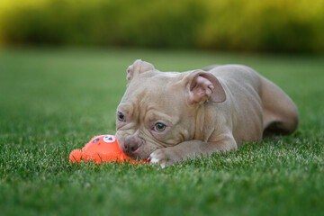 An American bully puppy poses and plays on a green lawn