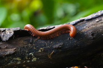 Can curl up in circles when disturbed. There are about two hundred and forty pairs of legs.