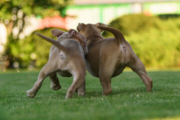 Two American bully puppies playing on a green lawn