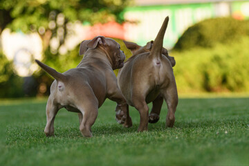 Two American bully puppies playing on a green lawn