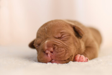 A newborn American Bully puppy is sleeping 