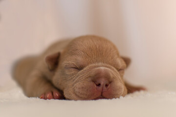 A newborn American Bully puppy is sleeping 