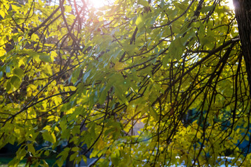 The sunlight filters through the green leaves of a tree