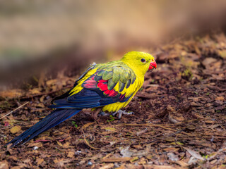 Lovely Colourful Regent Parrot On Ground