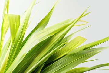 Obraz premium Fresh Lemongrass Bunch on White Background - Herbal Ingredient for Cuisine and Aromatherapy