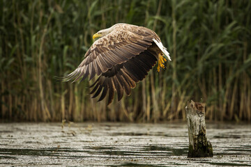 White tailed eagle in wild nature