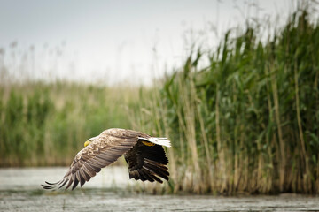 White tailed eagle in wild nature