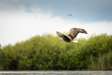 White tailed eagle in wild nature