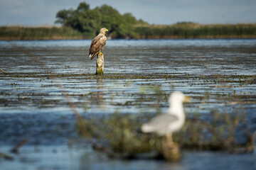White tailed eagle in wild nature