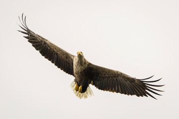 White tailed eagle in wild nature