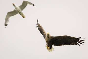 White tailed eagle chased by seagull