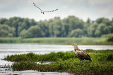 White tailed eagle in wild nature