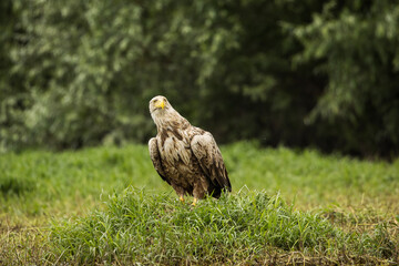 White tailed eagle in wild nature