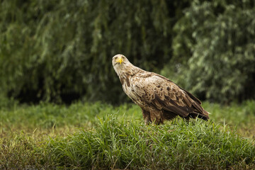 White tailed eagle in wild nature