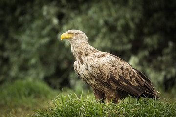 White tailed eagle in wild nature