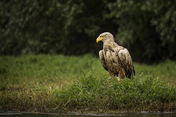 White tailed eagle in wild nature