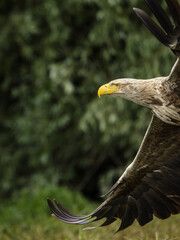 White tailed eagle in wild nature