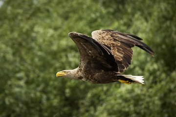 White tailed eagle in wild nature