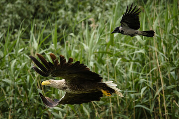 White tailed eagle chased by a craw