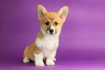 Portrait of a Pembroke Welsh Corgi on a purple background