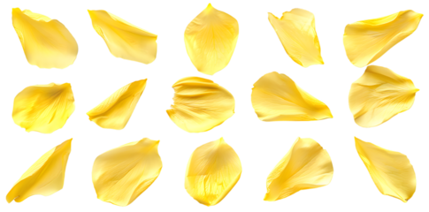 Collection of soft yellow flower petals isolated on transparent background