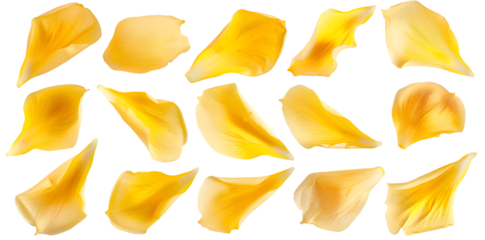 Collection of soft yellow flower petals isolated on transparent background