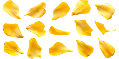 Collection of soft yellow flower petals isolated on transparent background