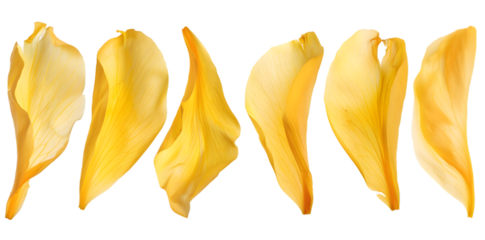 Collection of soft yellow flower petals isolated on transparent background
