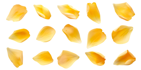 Collection of soft yellow flower petals isolated on transparent background