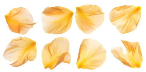 Collection of soft yellow flower petals isolated on transparent background