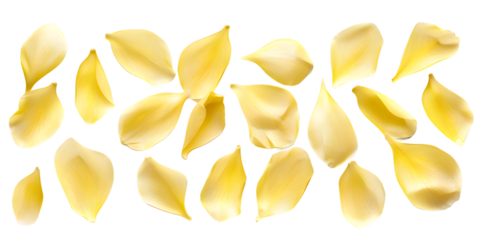 Collection of soft yellow flower petals isolated on transparent background