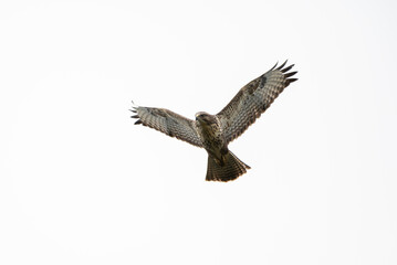 Common Buzzard 