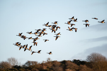 Greylag Geese Flying 