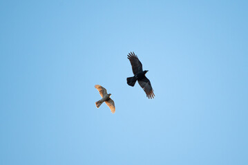 Sparrowhawk Chasing a Crow