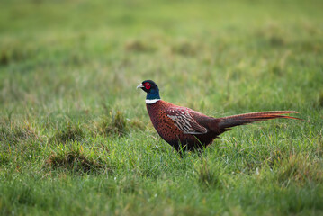 Common Pheasant Portrait
