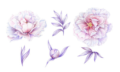 Peony flowers illustration with colored pencils. Hand drawn white and pink flower and leaves. Artistic elements of rose flower bouquet isolated on white background. For wedding decor, cards and print