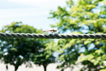 トンボ © Space station