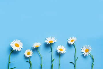 Daisy flowers, chamomile flowers on blue background