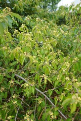 日本、東京の薬用植物園の植物　6月