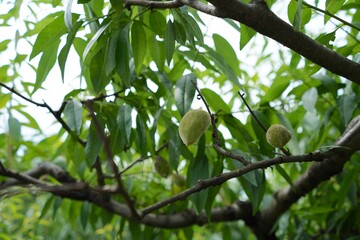 日本、東京の薬用植物園の植物　6月